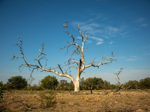 A vertical shot of a big leafless tree stands alone in a field against a blue sky on a sunny day