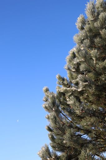 A vertical shot of pine tree branches against a blue sky