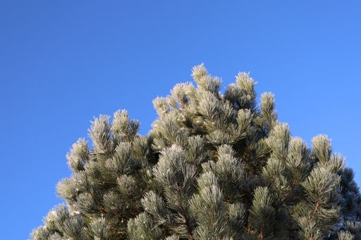 A low angle shot of pine tree branches on a blue sky background