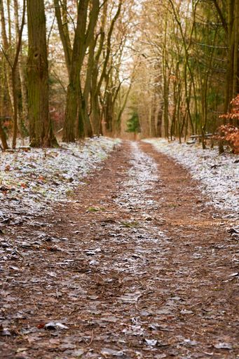 A vertical shot of a tire path in a snowy forest