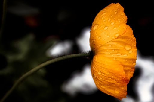 A closeup of a yellow flower with water drops