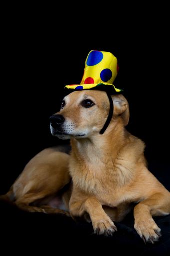 portrait of mongrel dog with yellow hat with colorful polka dots on black background