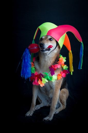 portrait of a mongrel dog with harlequin hat, maracas, and flower necklace on black background