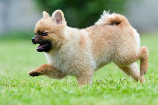 A closeup shot of an adorable fluffy brown pomeranian dog running on a grassy field
