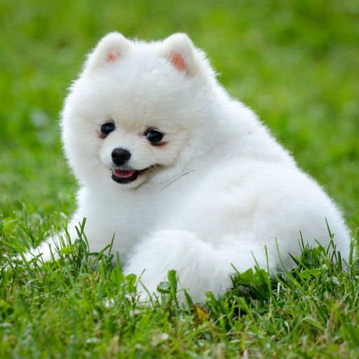 A shallow focus of a white pomeranian puppy sitting on the grass in the park