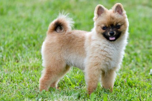 A shallow focus of an angry-looking pomeranian dog on the grass in the park