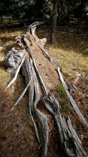 A vertical closeup shot of an old felled tree trunk