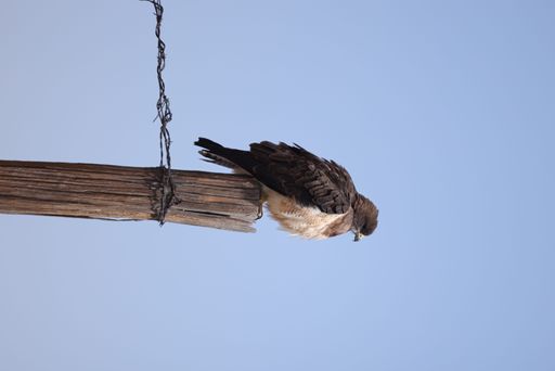 A vertical shot of a bird  perching on an old wooden post against a clear blue sky