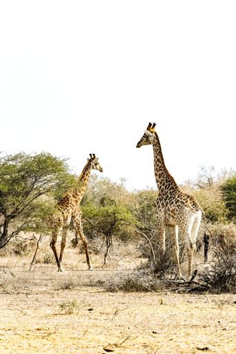 A vertical shot of African Giraffes in a South African wildlife reserve