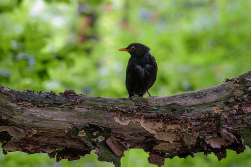 A side view of a beautiful Common blackbird perched on a tree branch