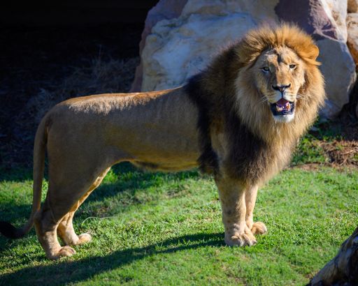 A view of a male lion standing on the grass at the zoo and looking at the camera on a sunny day
