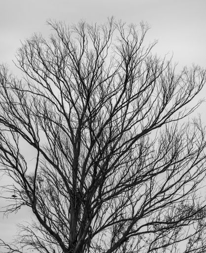 A low angle shot of a leafless trees against a cloudy sky