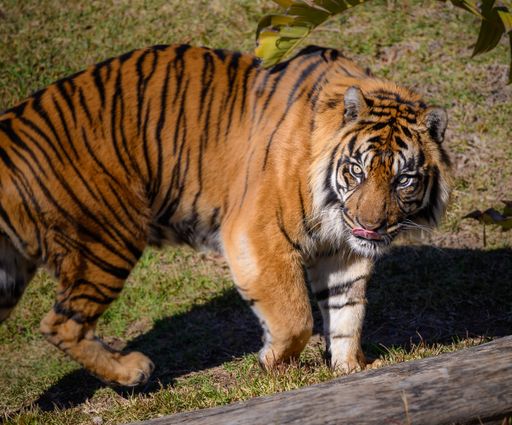 A view of a Sumatran tiger walking on the grass and looking at the camera on a sunny day