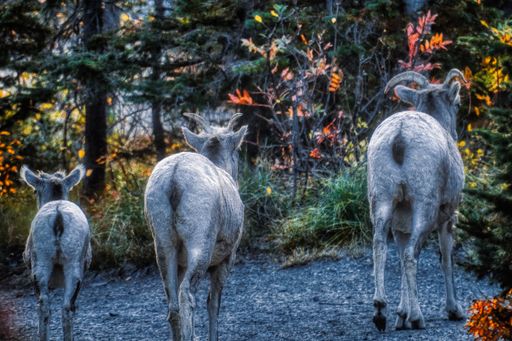 A back view of three different sized mountain goats standing in a row