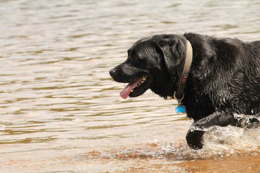 A closeup shot of a black labrador retriever running through the water