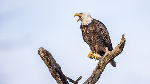 A low angle shot of an eagle perched on the tree