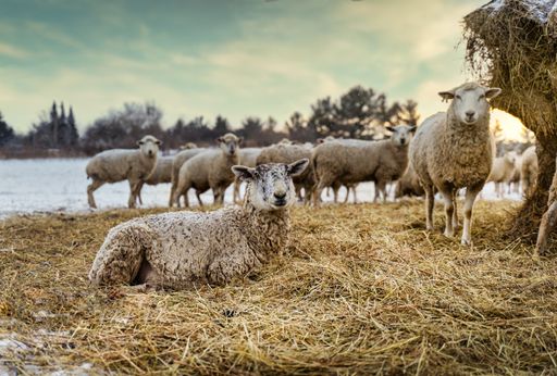 A selective focus shot of a sheep flock standing on hay and rice straw on a blurred background