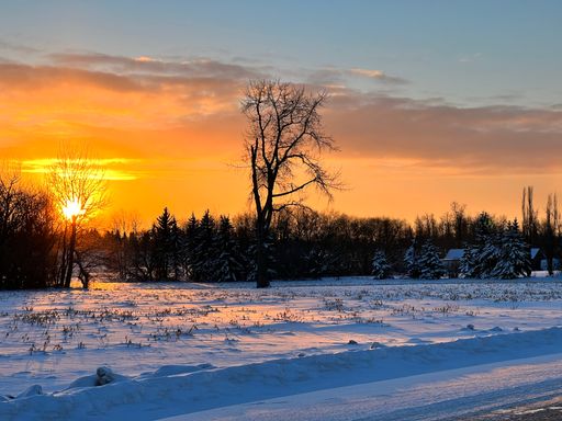 A landscape of a field covered in trees and snow during the sunset in the evening