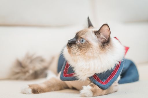 A closeup shot of a Birman cat lying on a couch
