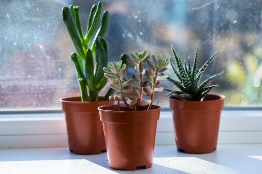 Three potted succulents on a sunny windowsill