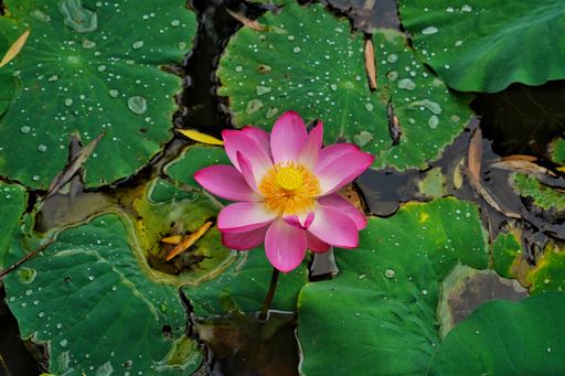 A closeup of a beautiful pink lotus flower surrounded with lotus leaves covered in water drops