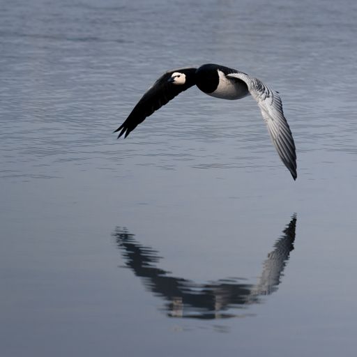 A natural view of Canada goose flying over the lake
