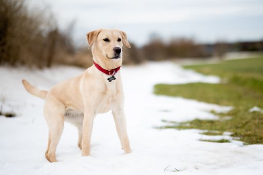 A beautiful shot of a cute dog in a snow