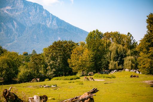 A beautiful view of grazing deers in a field on a sunny day