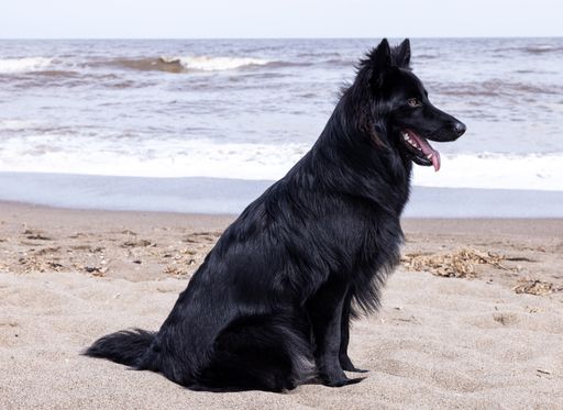 A closeup of the black German Shepherd on the beach sitting on the sand against the sea.