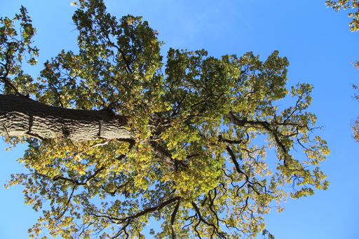 A low angle shot of a tree under a blue sky in Trelde Naes, Fredericia, Denmark