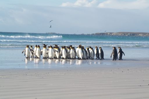 A colony of penguins on the sea coast