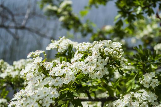 A closeup shot of beautiful common hawthorn flowers
