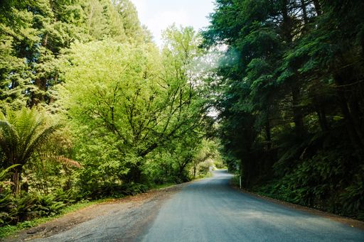 A road to the Californian Redwood trees in the Cape Otway National Park, Victoria, Australia