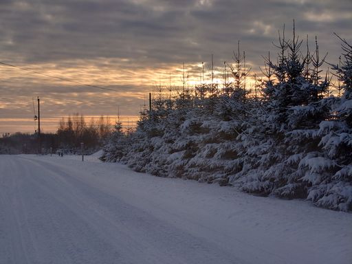 A field fully covered in snow surrounded by tall trees.