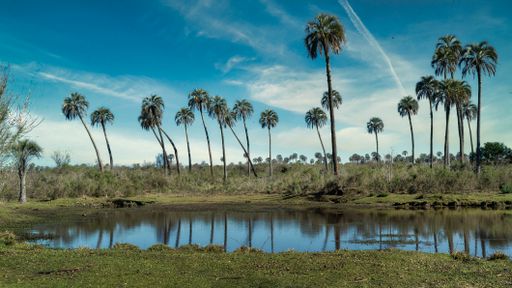 A view of palm trees on the edge of a river on a beautiful summer day