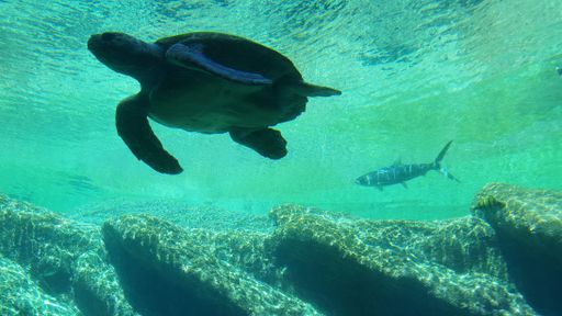 An underwater shot of a sea turtle with a shark in the background