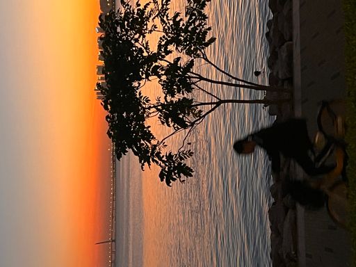 A beautiful shot of a girl riding a bicycle during sunset