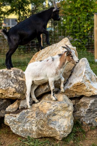 A closeup of black and white goats standing on rocks