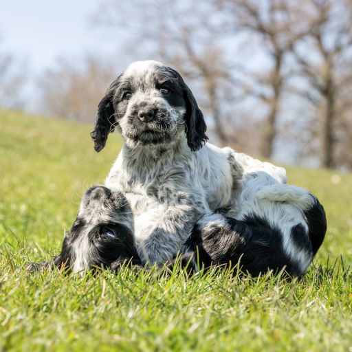 A shallow focus of a black and white spaniel puppy sitting on the grass in the park