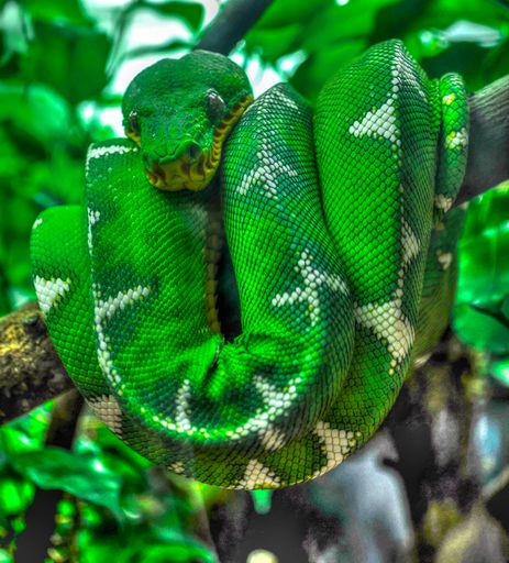 A vertical shot of a green snake inside the John G Shedd Aquarium in Chicago, USA