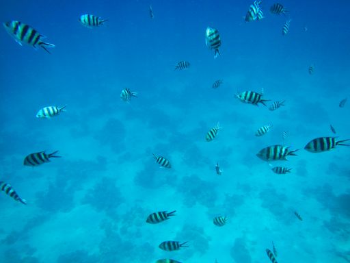 A mesmerizing shot of the world under the ocean