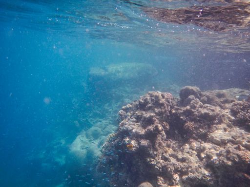 A mesmerizing shot of the world under the ocean