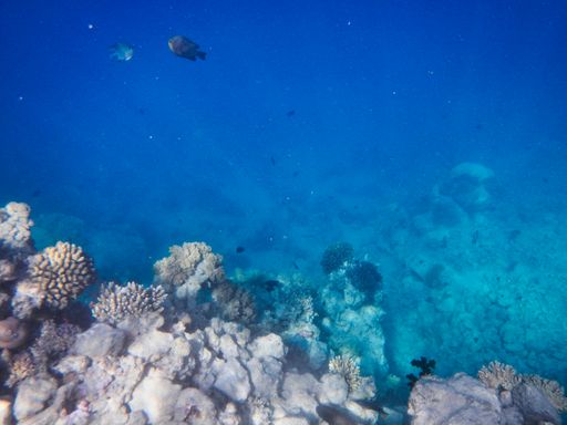 A mesmerizing shot of the world under the ocean