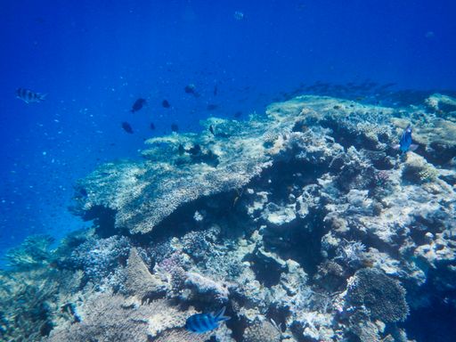 A mesmerizing shot of the world under the ocean