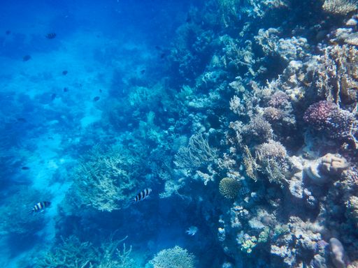 A mesmerizing shot of the world under the ocean