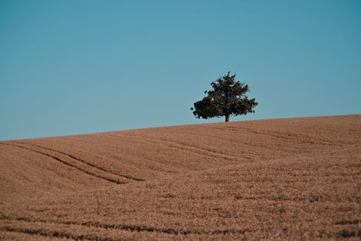The clear blue sky over the field with a single tree grown in the middle