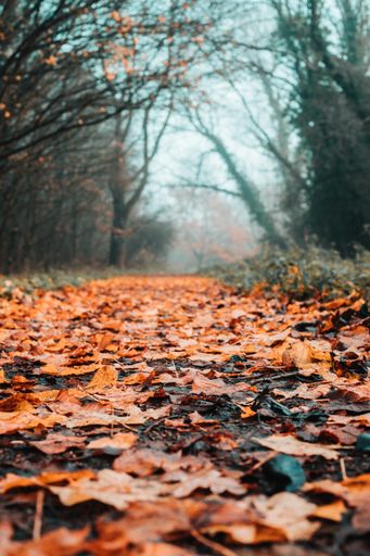 A close-up selective focus shot of fallen autumn maple leaves covering a wet path through the forest
