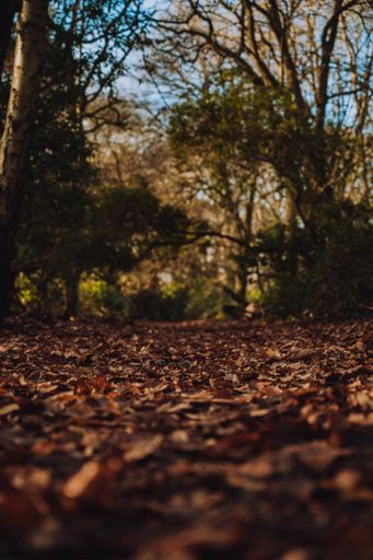A close-up shot of a fallen autumn leaves on the ground of the forest on a sunny day