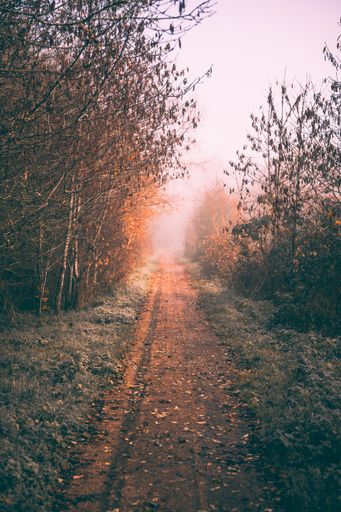 A view of a sand path with grass and trees on its both sides during  autumn time at sunrise