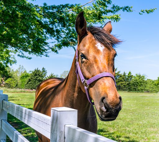 A brown horse behind a fence in a field
